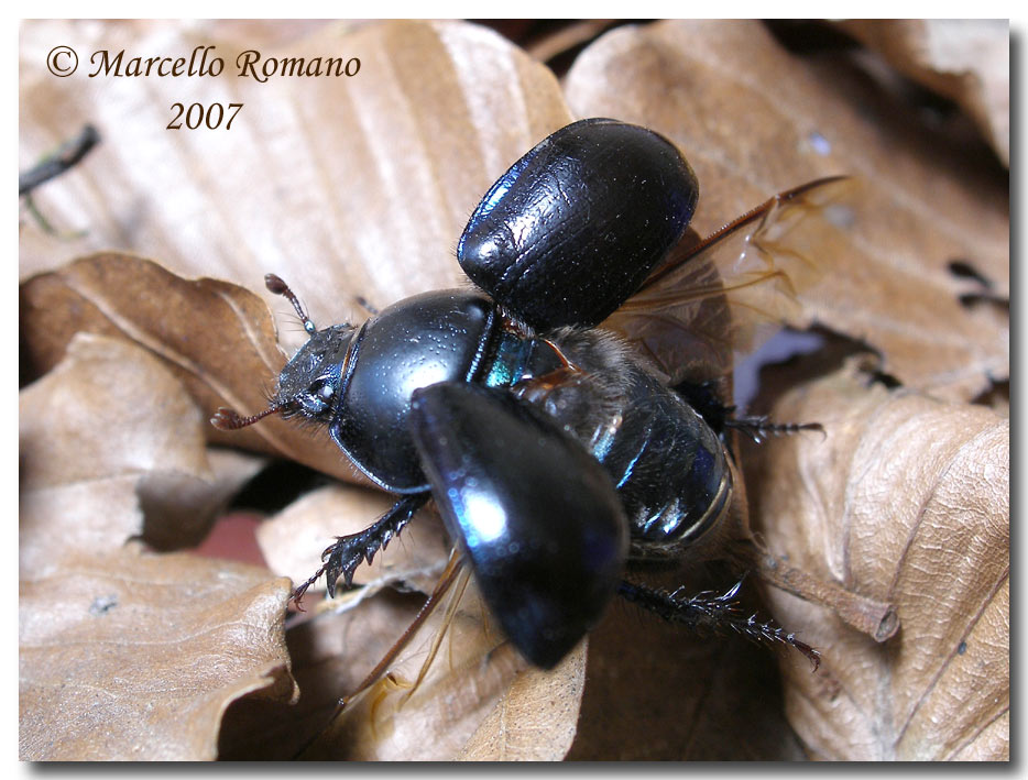 A spasso sulle Alpi Marittime:19. Anoplotrupes stercorosus